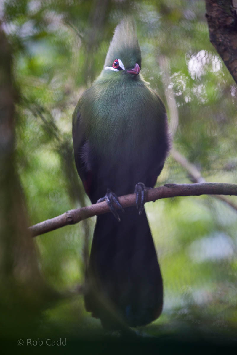 Green turaco : Paignton : 23 Sep 2015