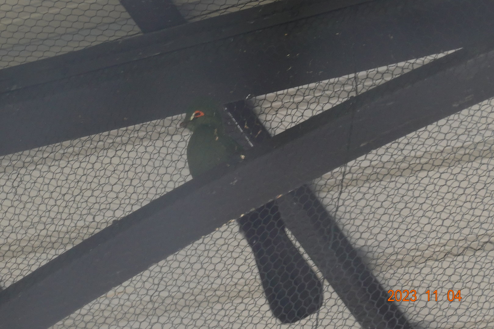 Green Turaco (Tauraco persa buffoni)