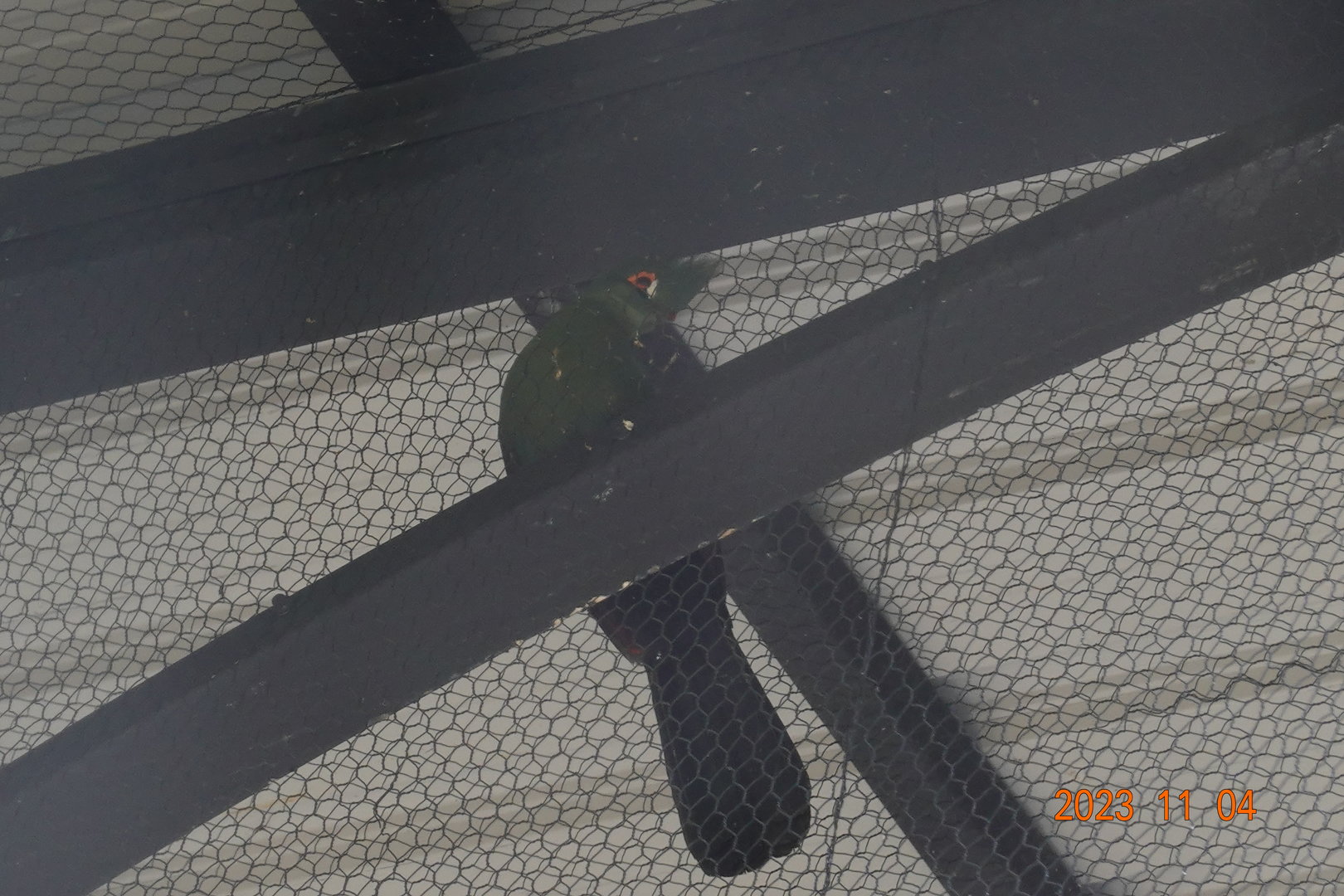 Green Turaco (Tauraco persa buffoni)