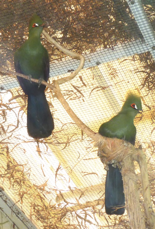 Green turaco (Tauraco persa) pair