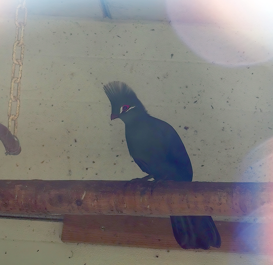 Green turaco (Tauraco persa persa), 2023-06-24