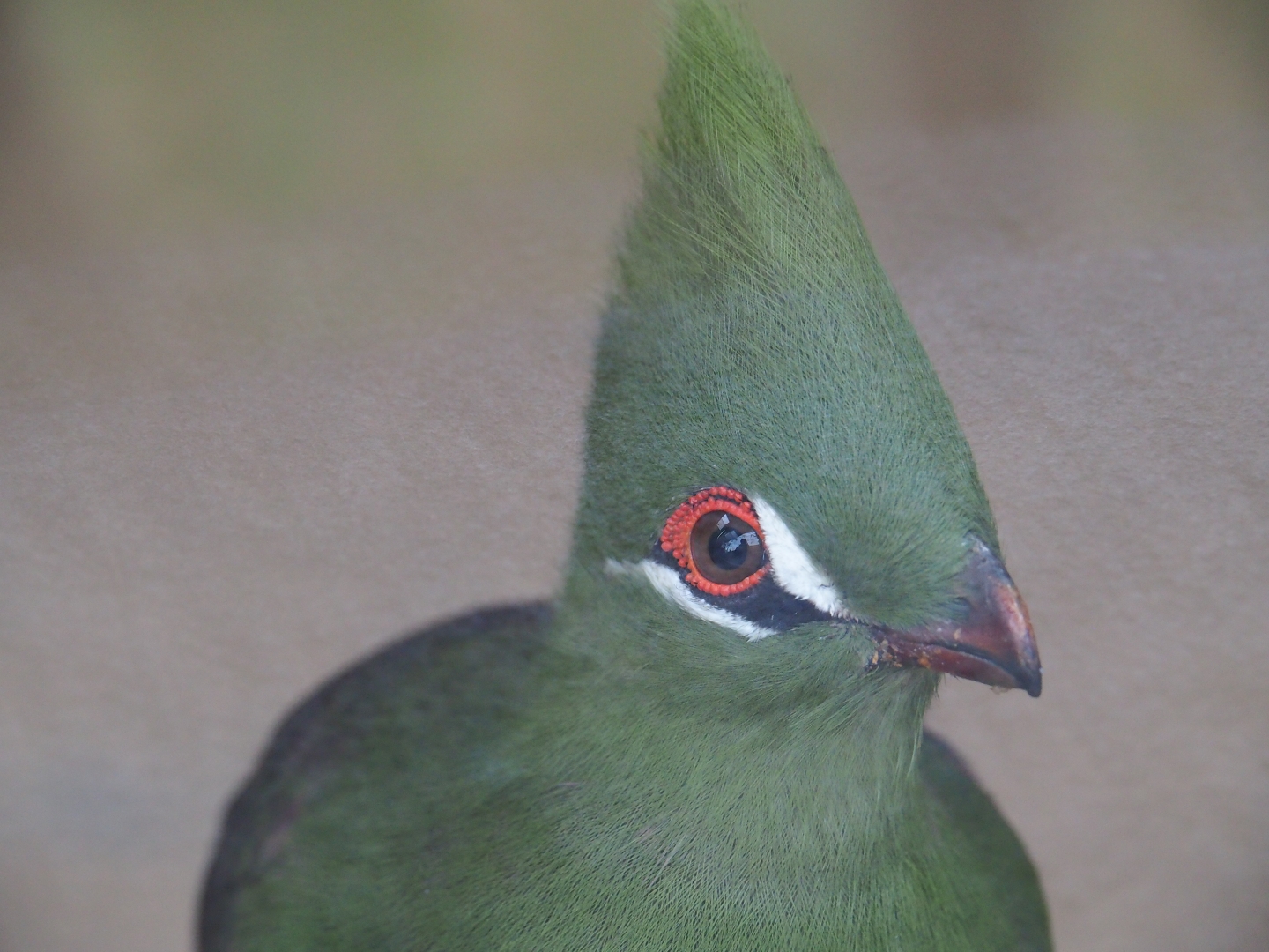 Green turaco (Tauraco persa persa), Nov 10th, 2018
