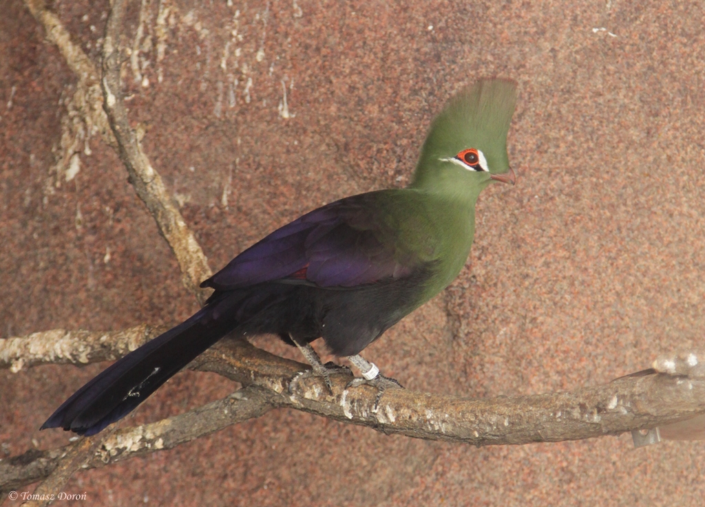 Green Turaco (Tauraco persa persa)