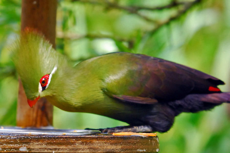 GREEN TURACO