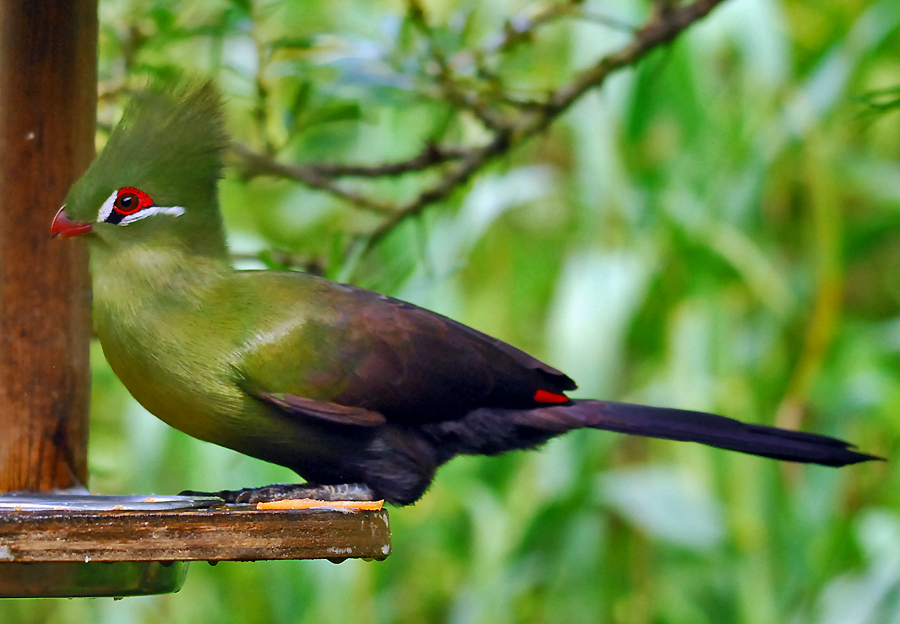 GREEN TURACO