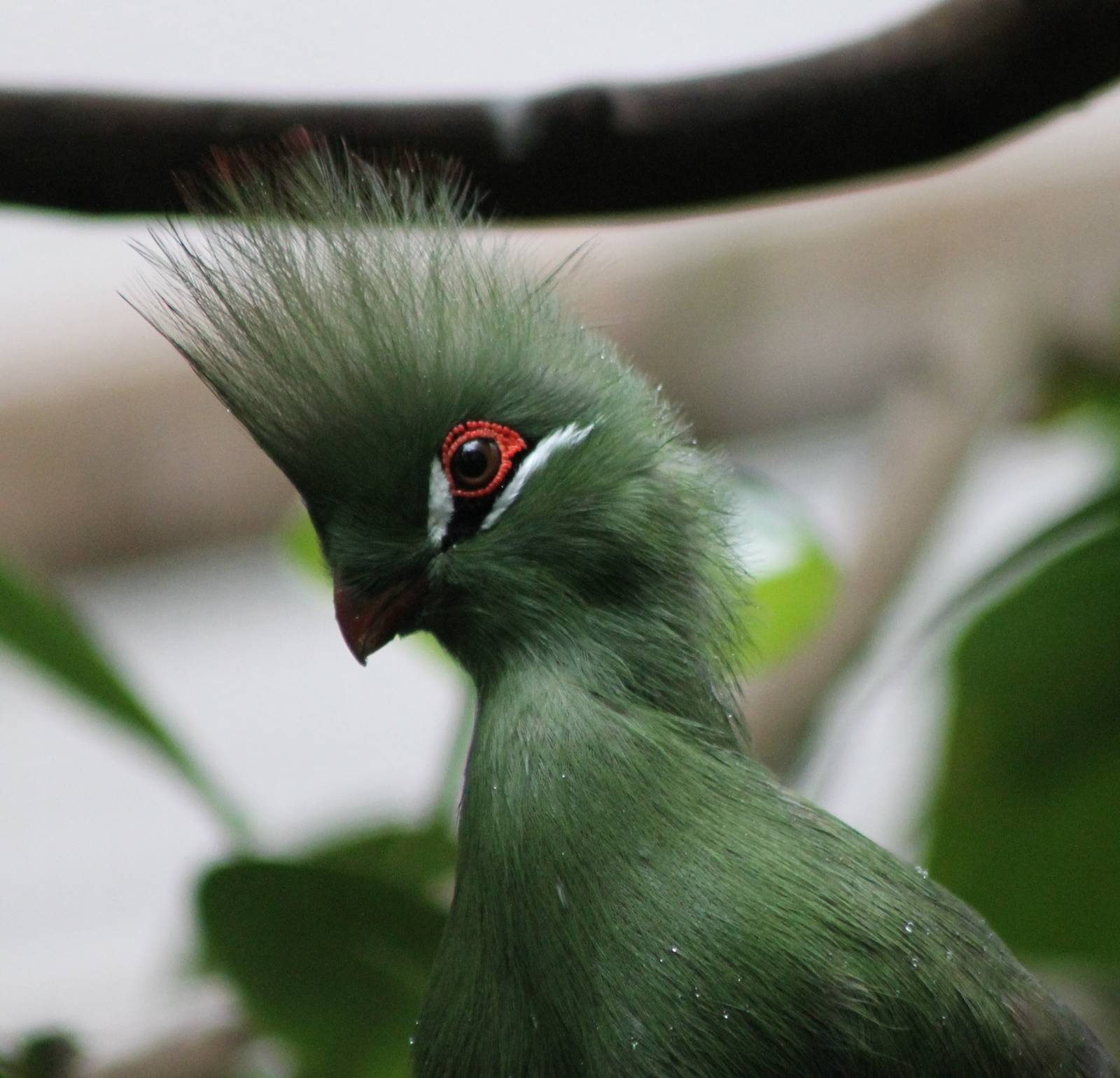 Green turaco