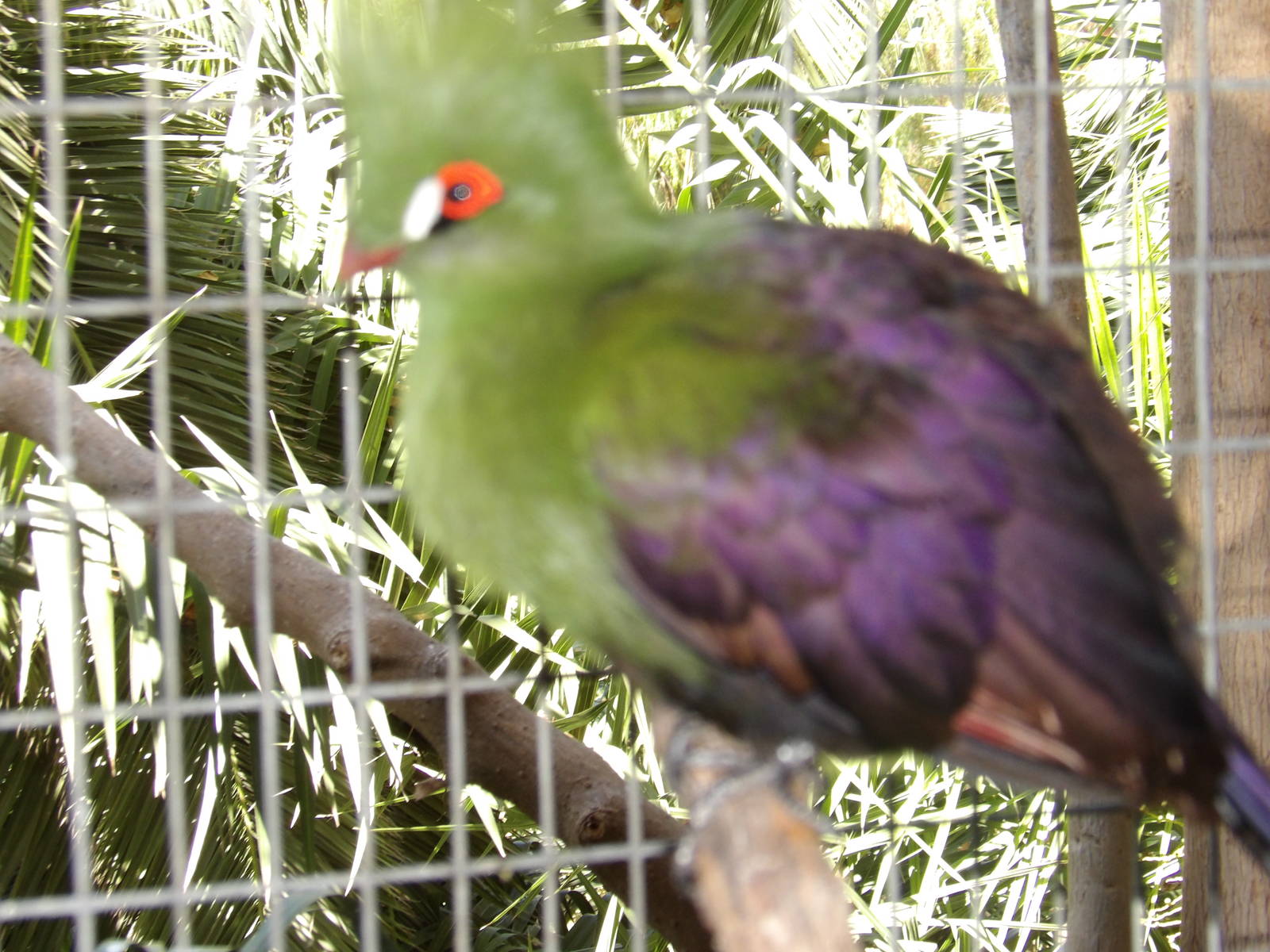 Green turaco