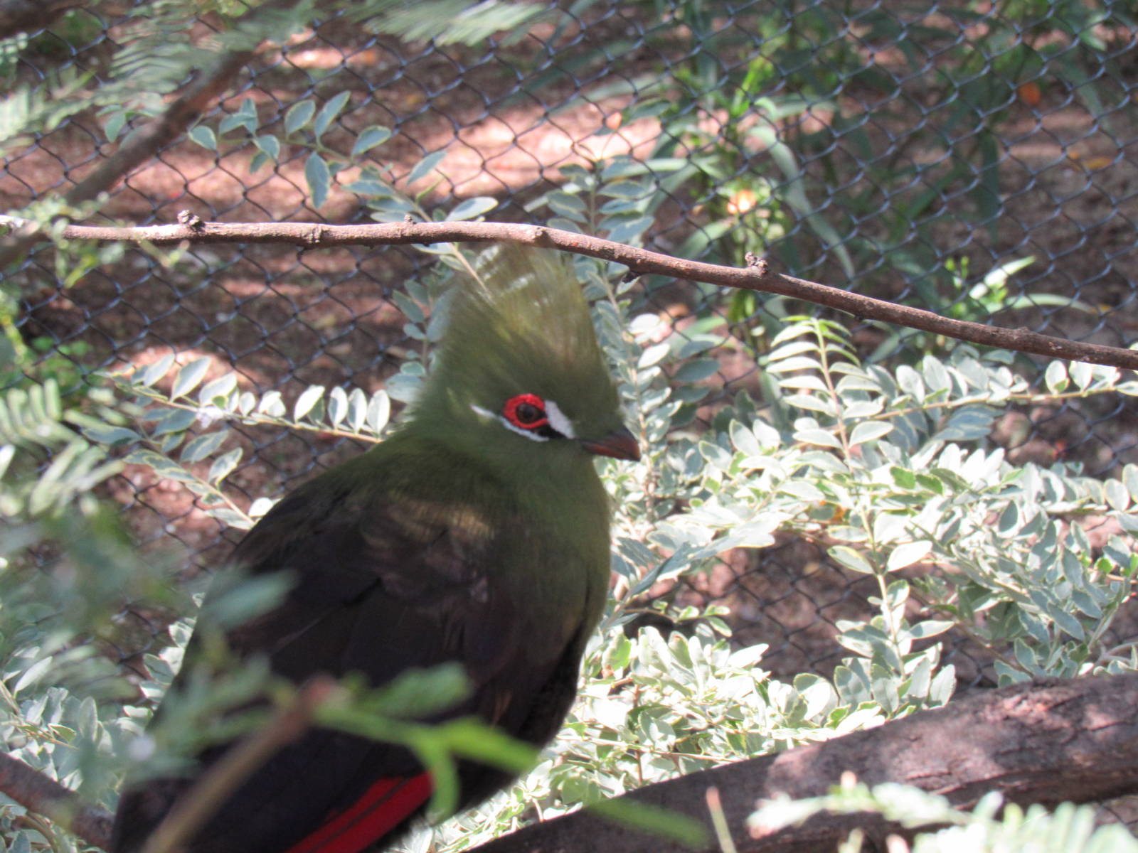Green Turaco
