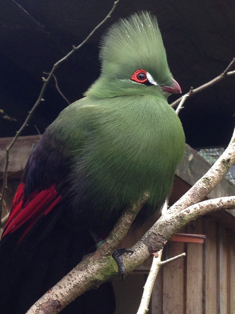 Green Turaco