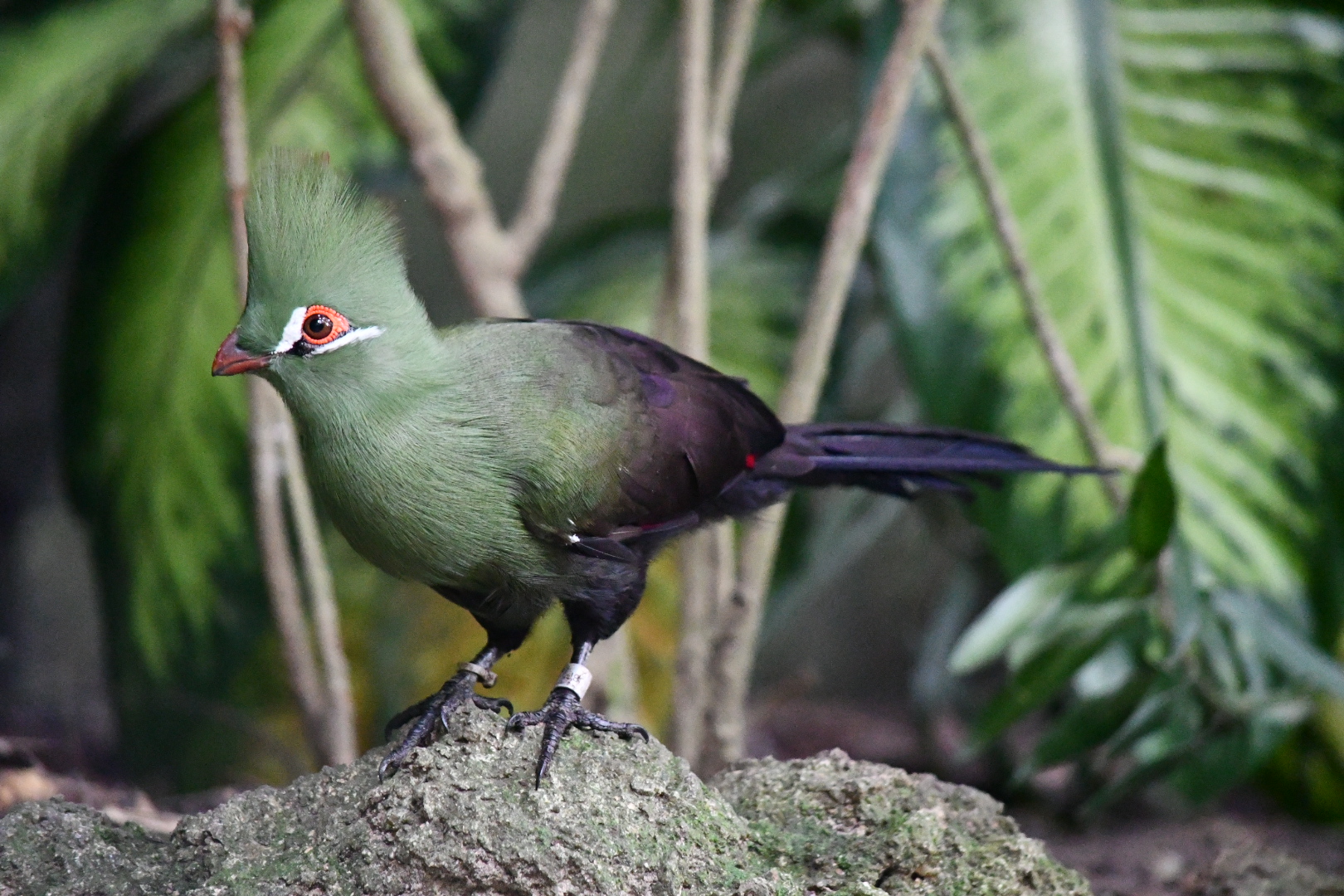 Green turaco