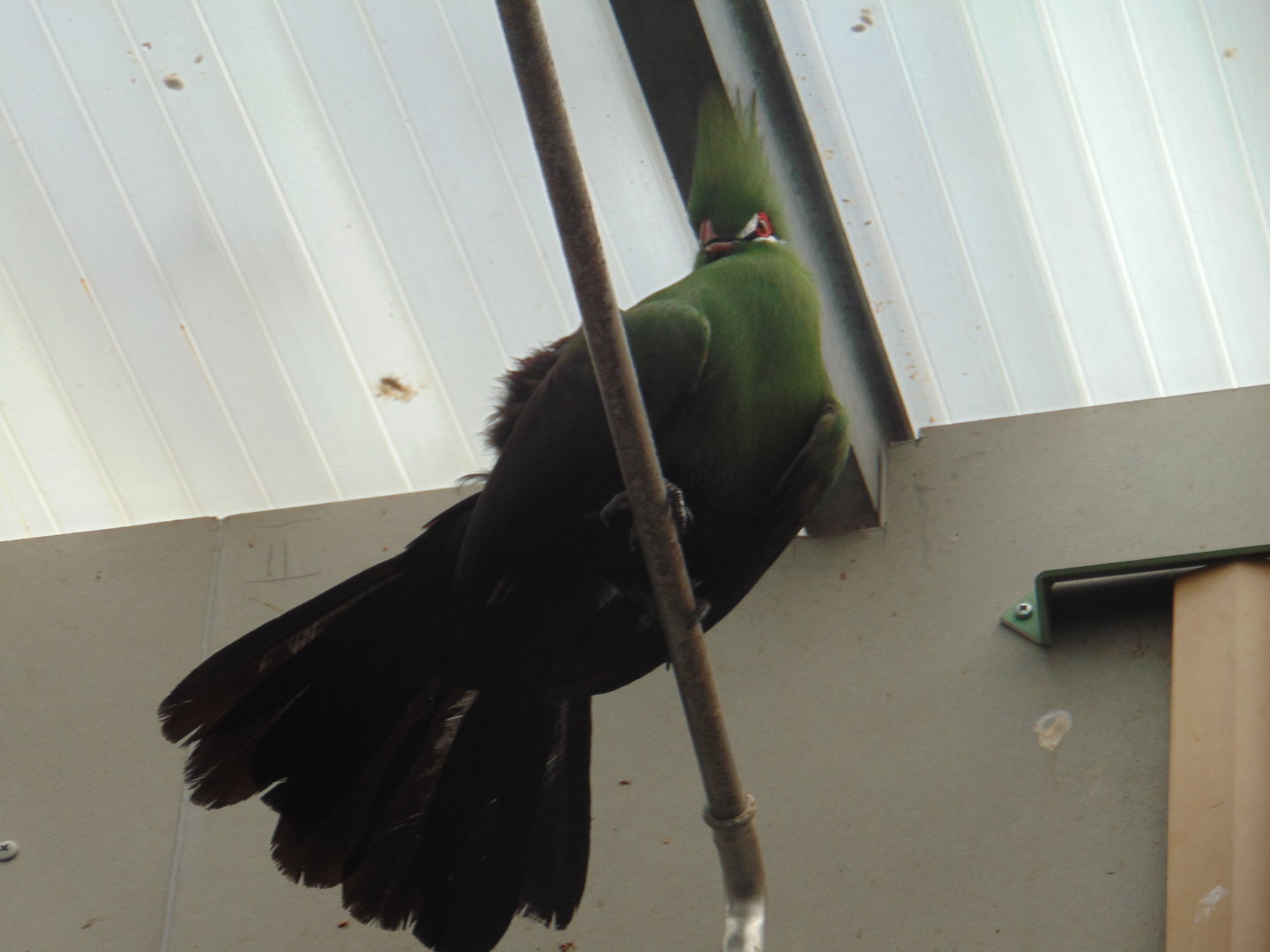 Green Turaco