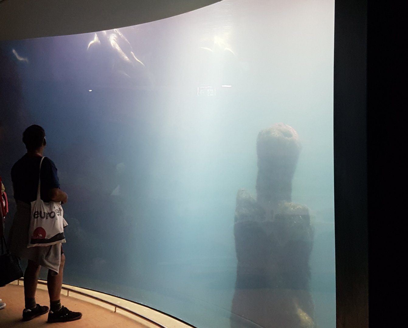 Green turtle-aquarium