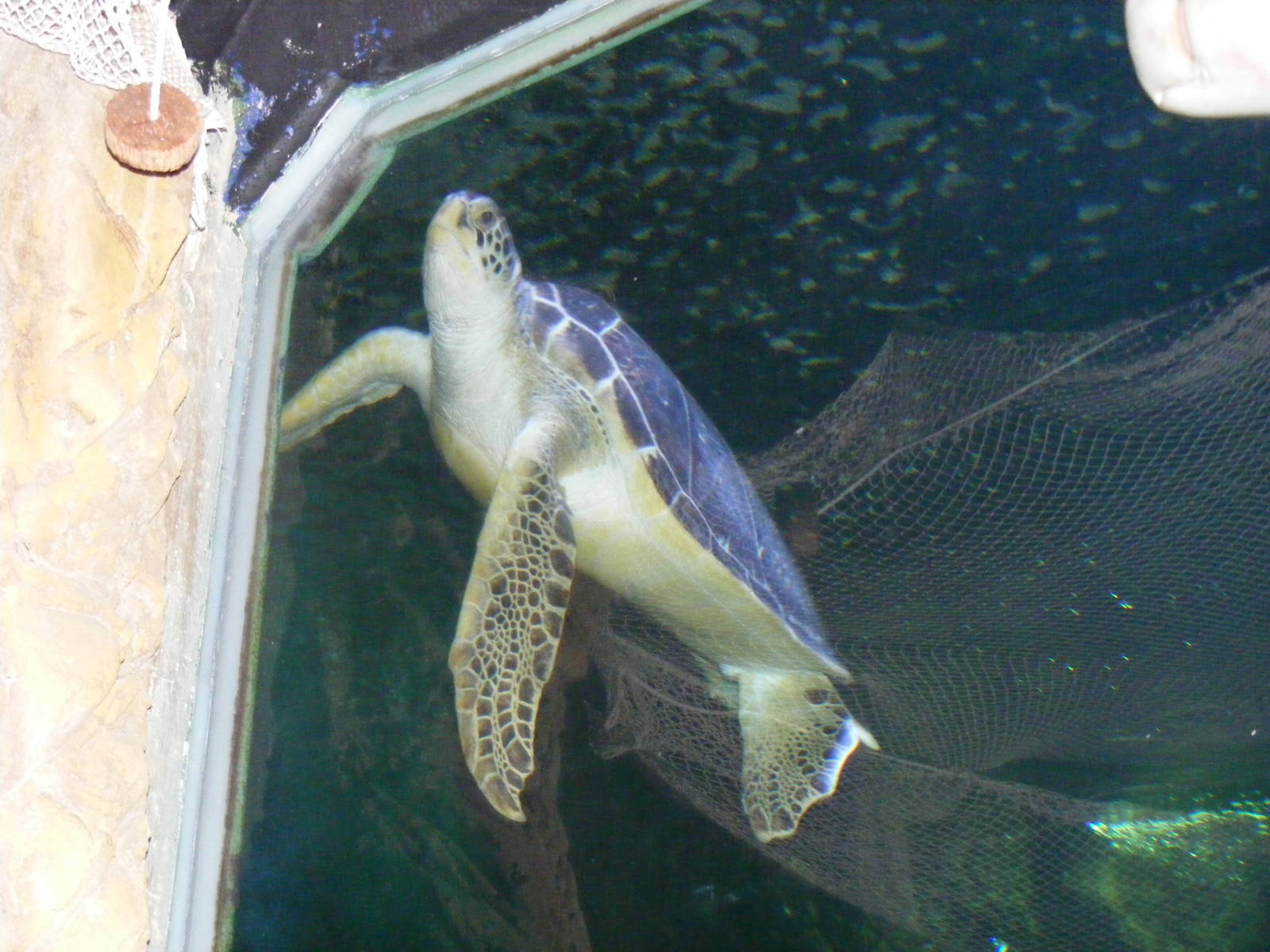 Green turtle at Benalmadena Sea Life Centre, 1 May 2009