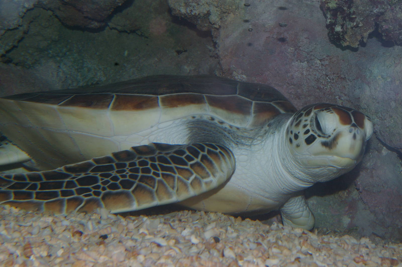 green turtle (Chelonia mydas)