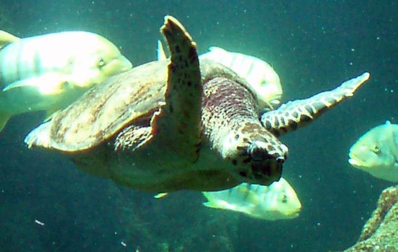 Green Turtle (Chelonia mydas)