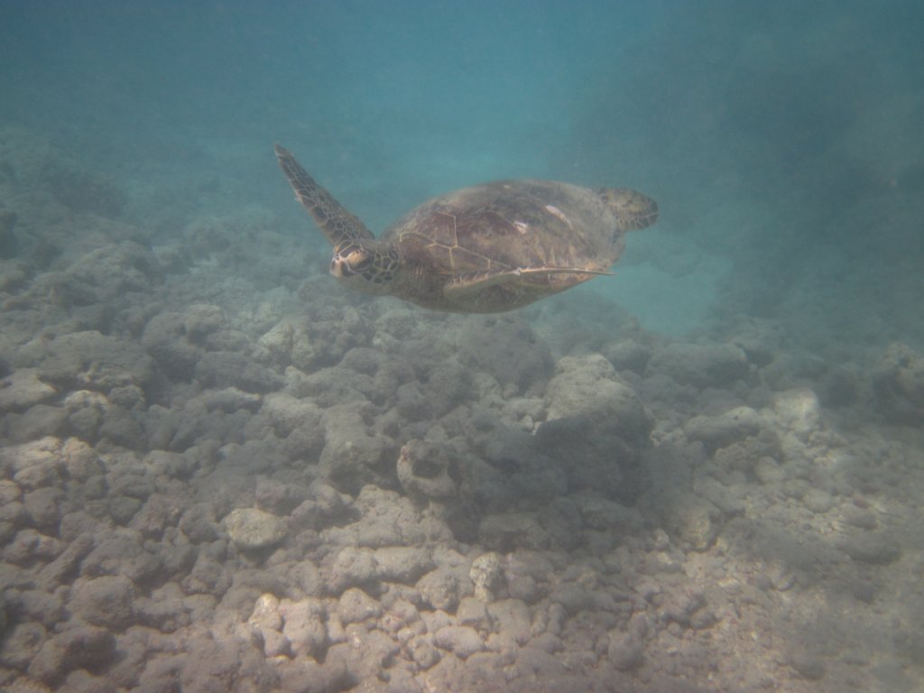 Green Turtle (Chelonia mydas)