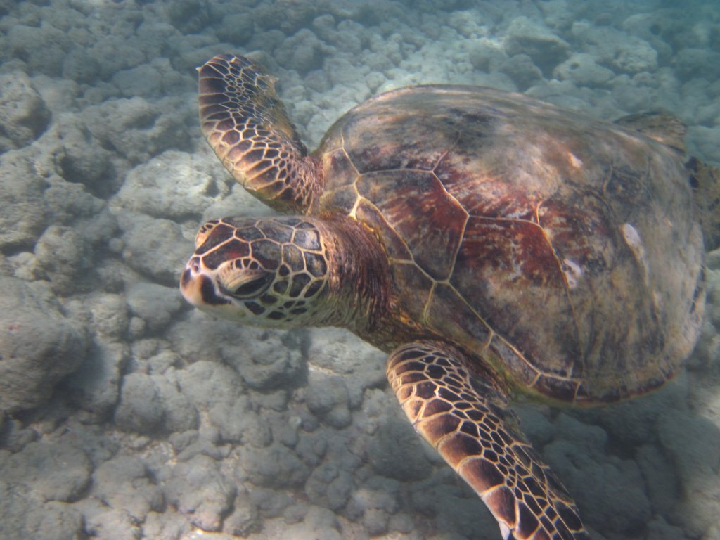 Green Turtle (Chelonia mydas)