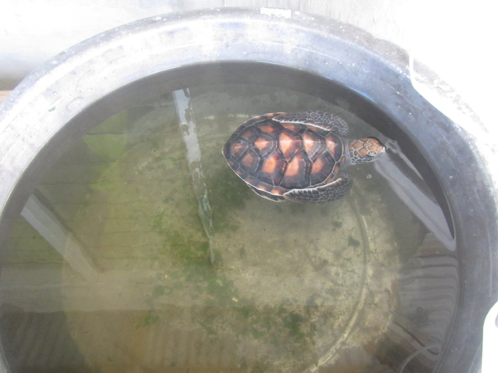 Green Turtle (Chelonia mydas)