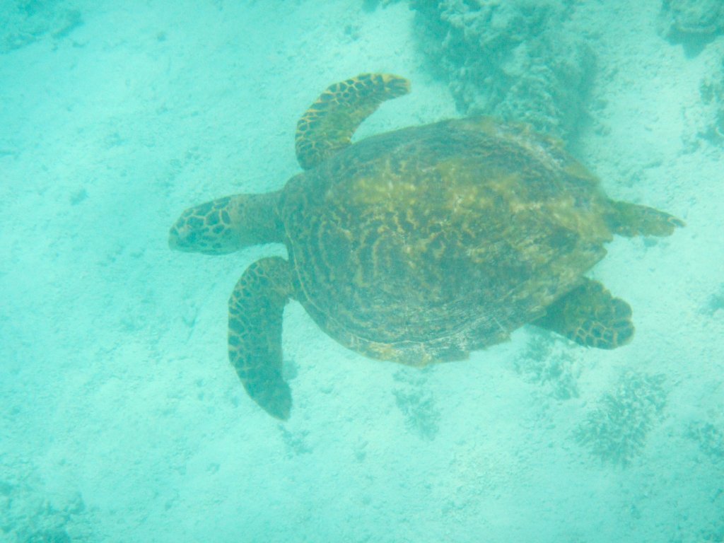 Green Turtle (Chelonia mydas)