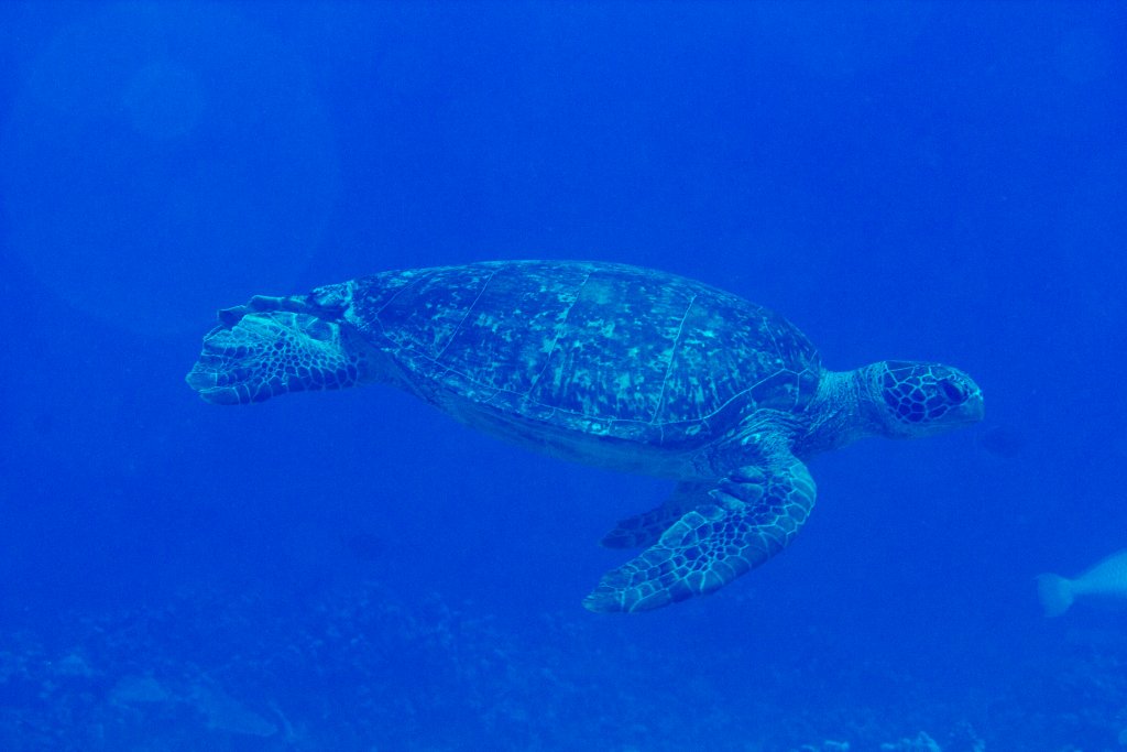 Green Turtle (Chelonia mydas)