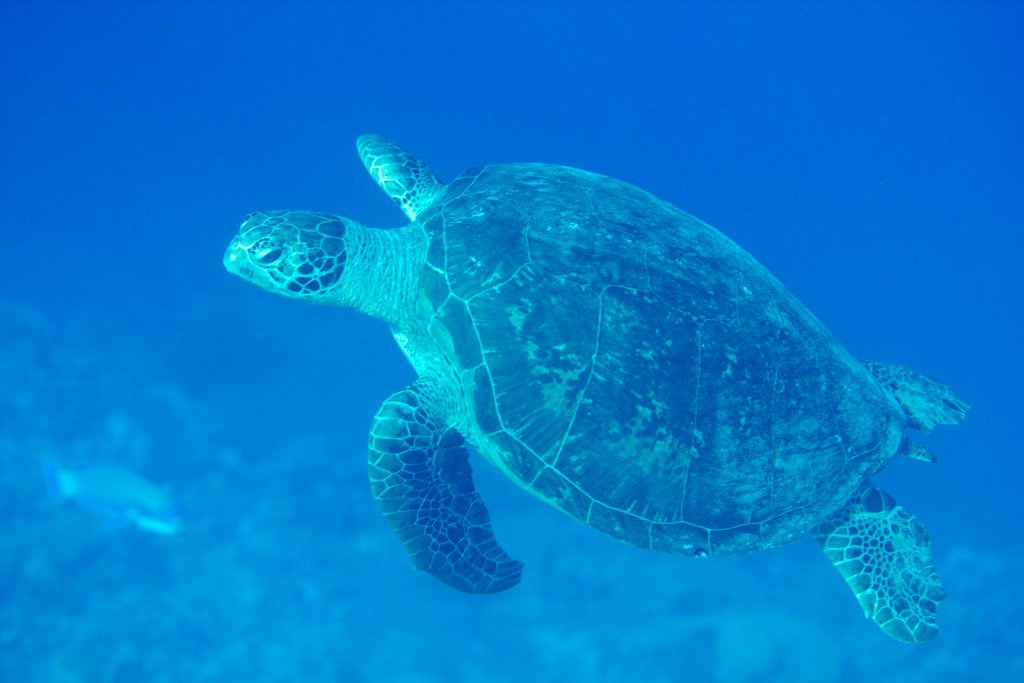 Green Turtle (Chelonia mydas)