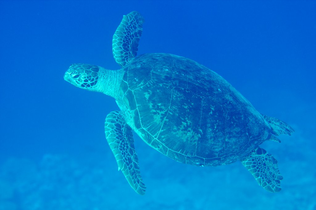 Green Turtle (Chelonia mydas)