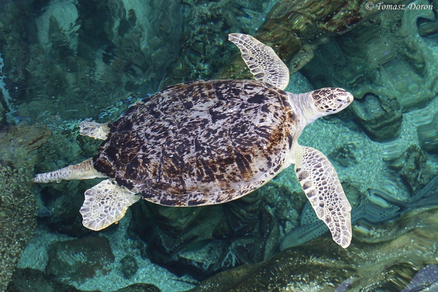 Green Turtle (Chelonia mydas)