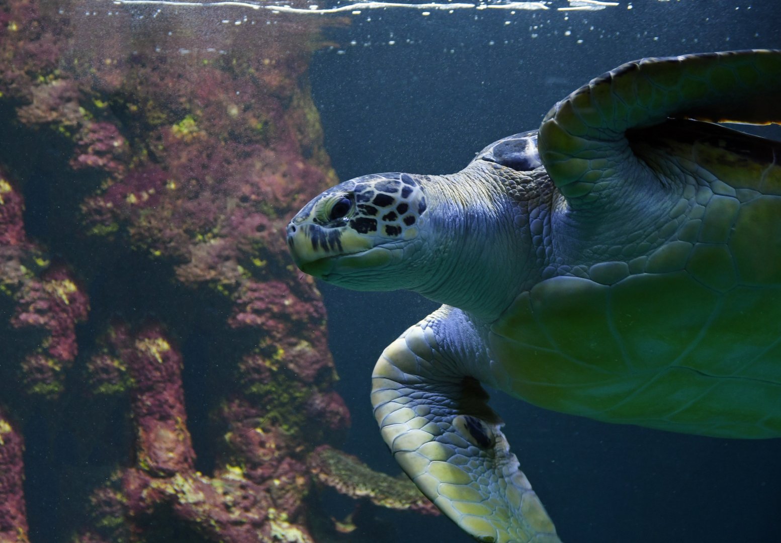 Green turtle Chelonia mydas