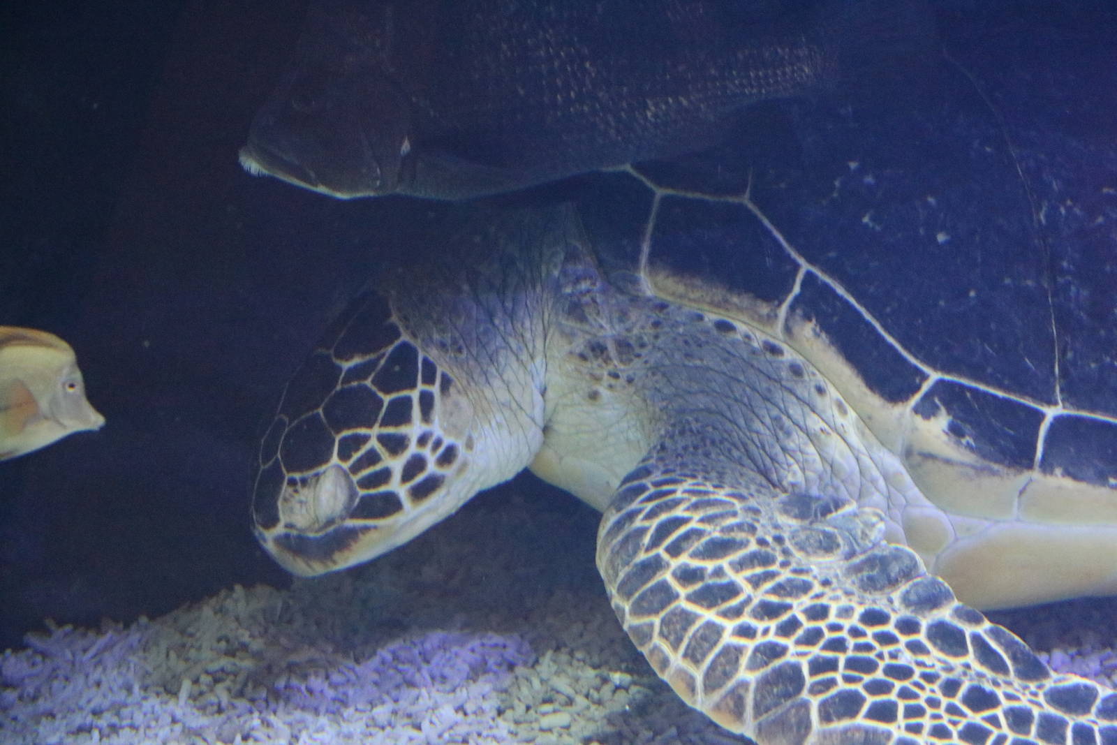 Green turtle - EPSON Aqua Park, February 2016