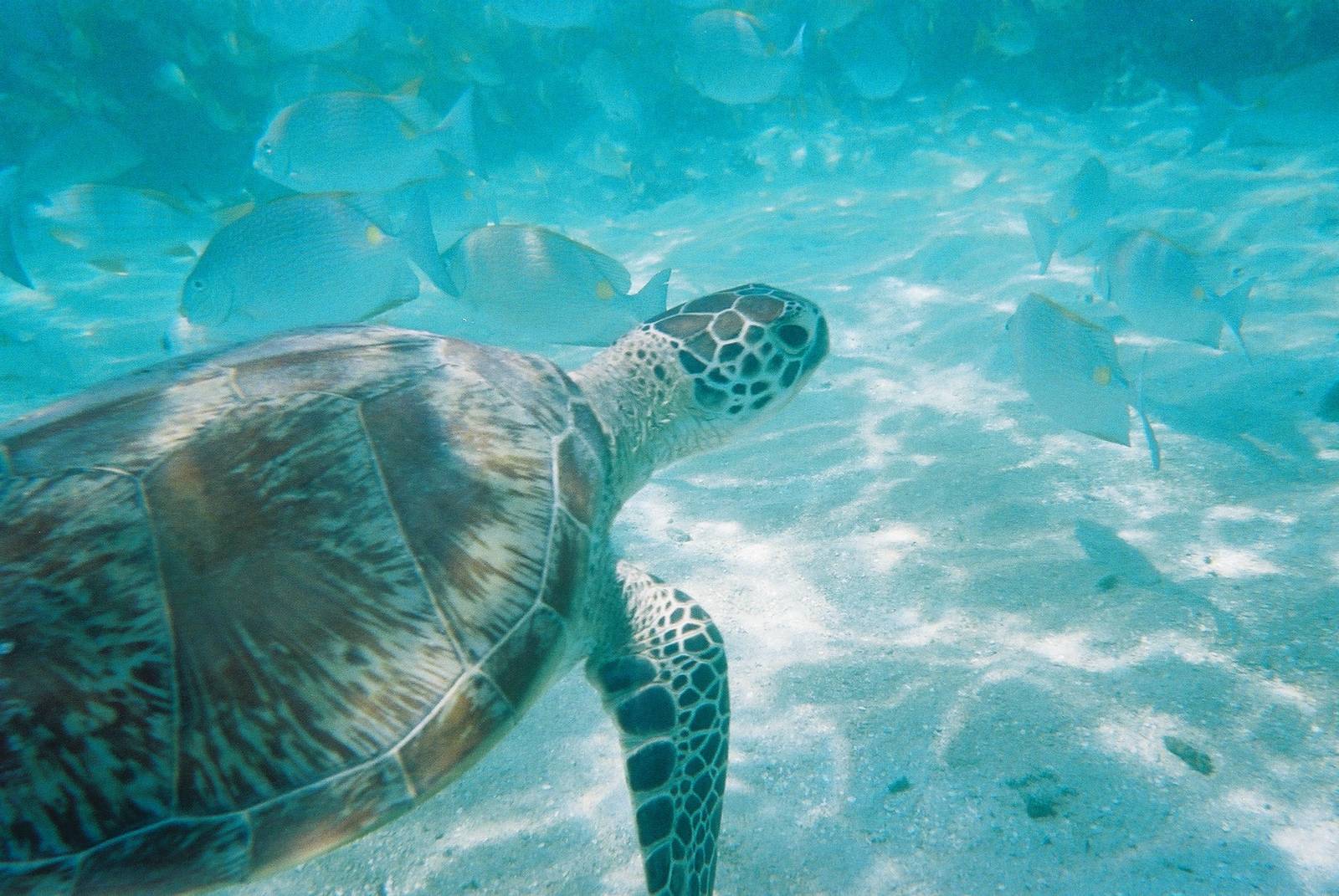 Green Turtle, Green Island