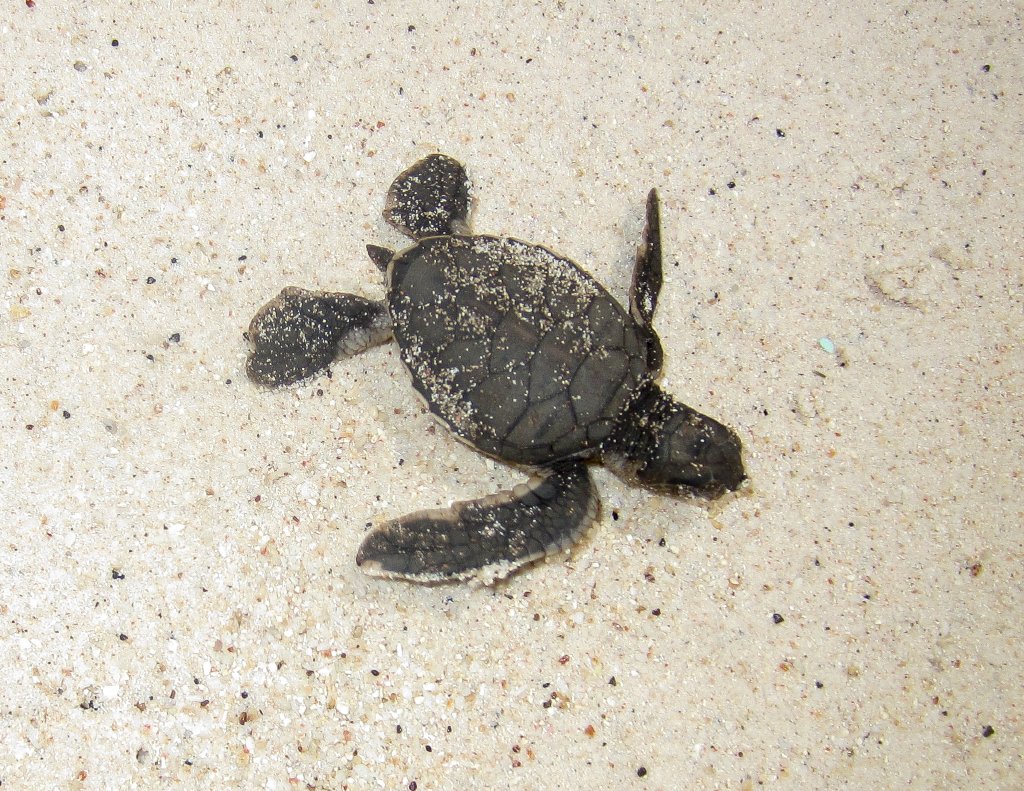 Green Turtle hatchling