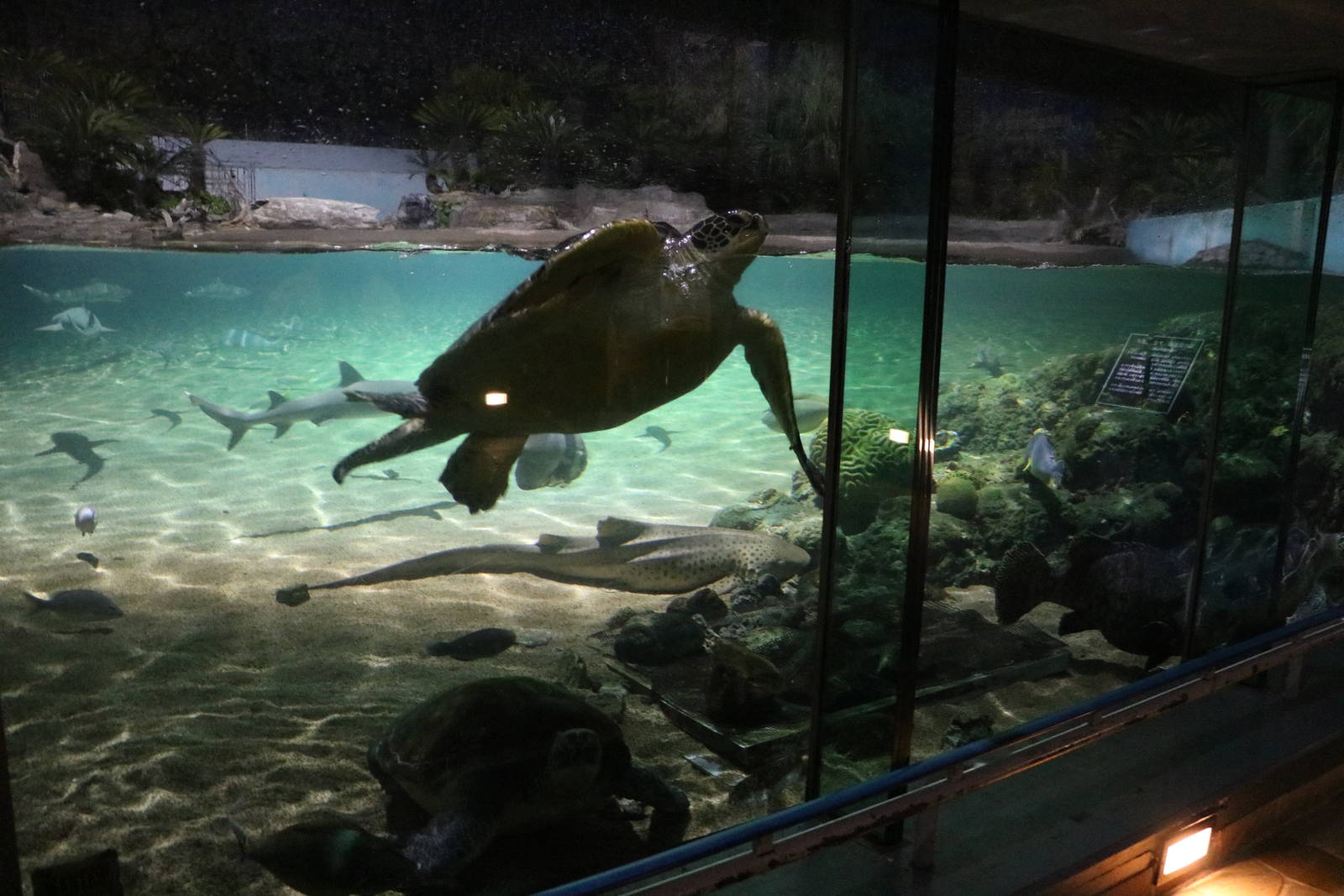 Green turtle in the shark lagoon, February 2016