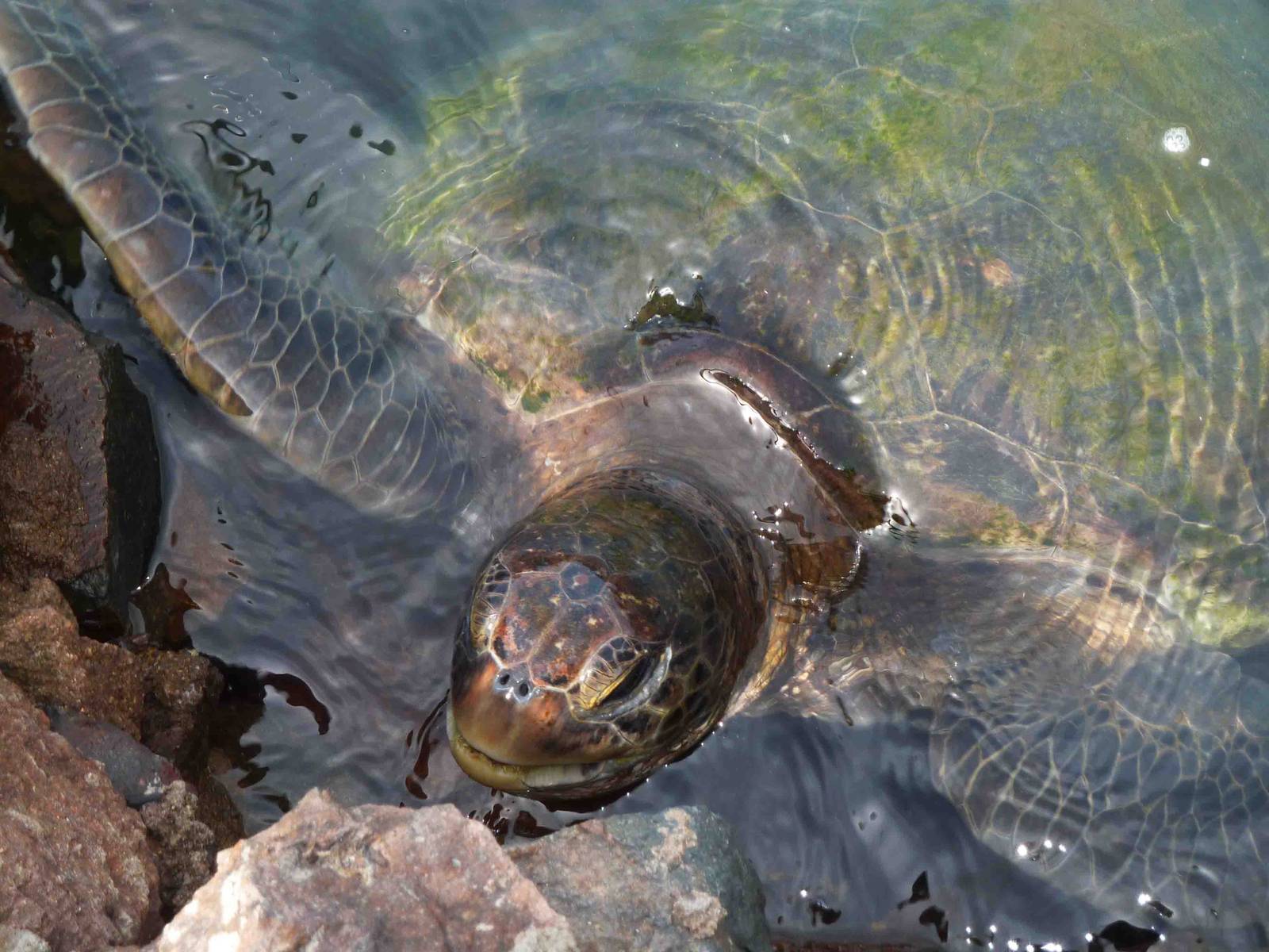 Green turtle, May 2013.