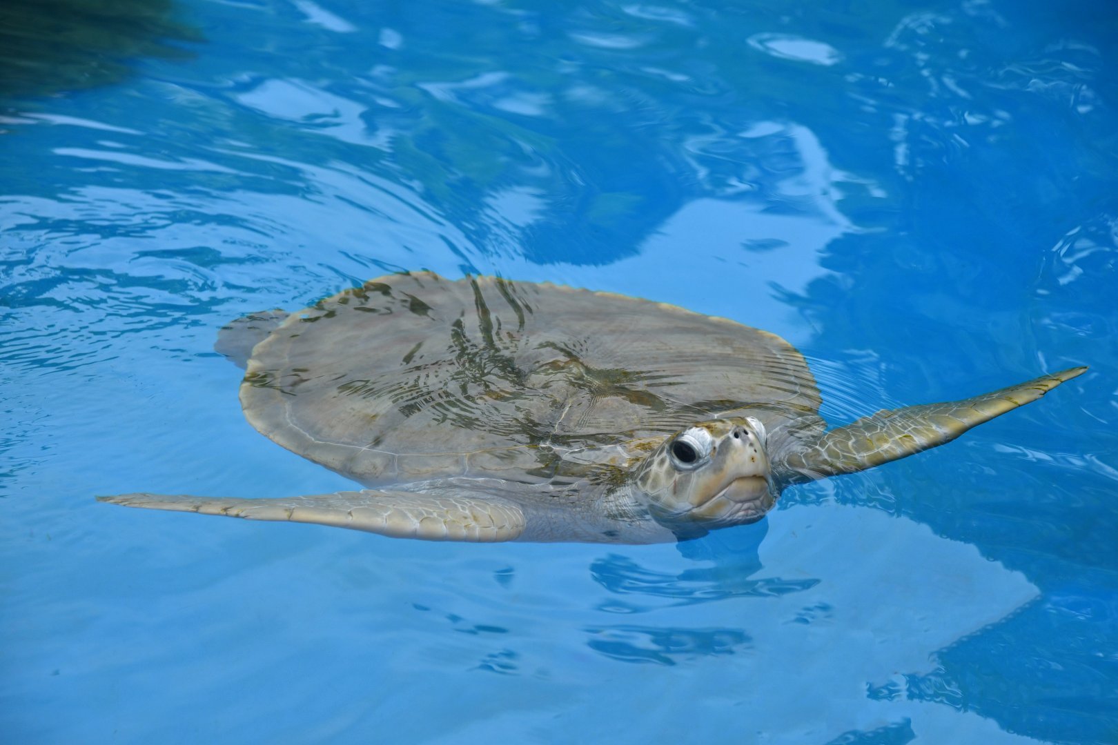Green turtle or Olive ridley turtle?