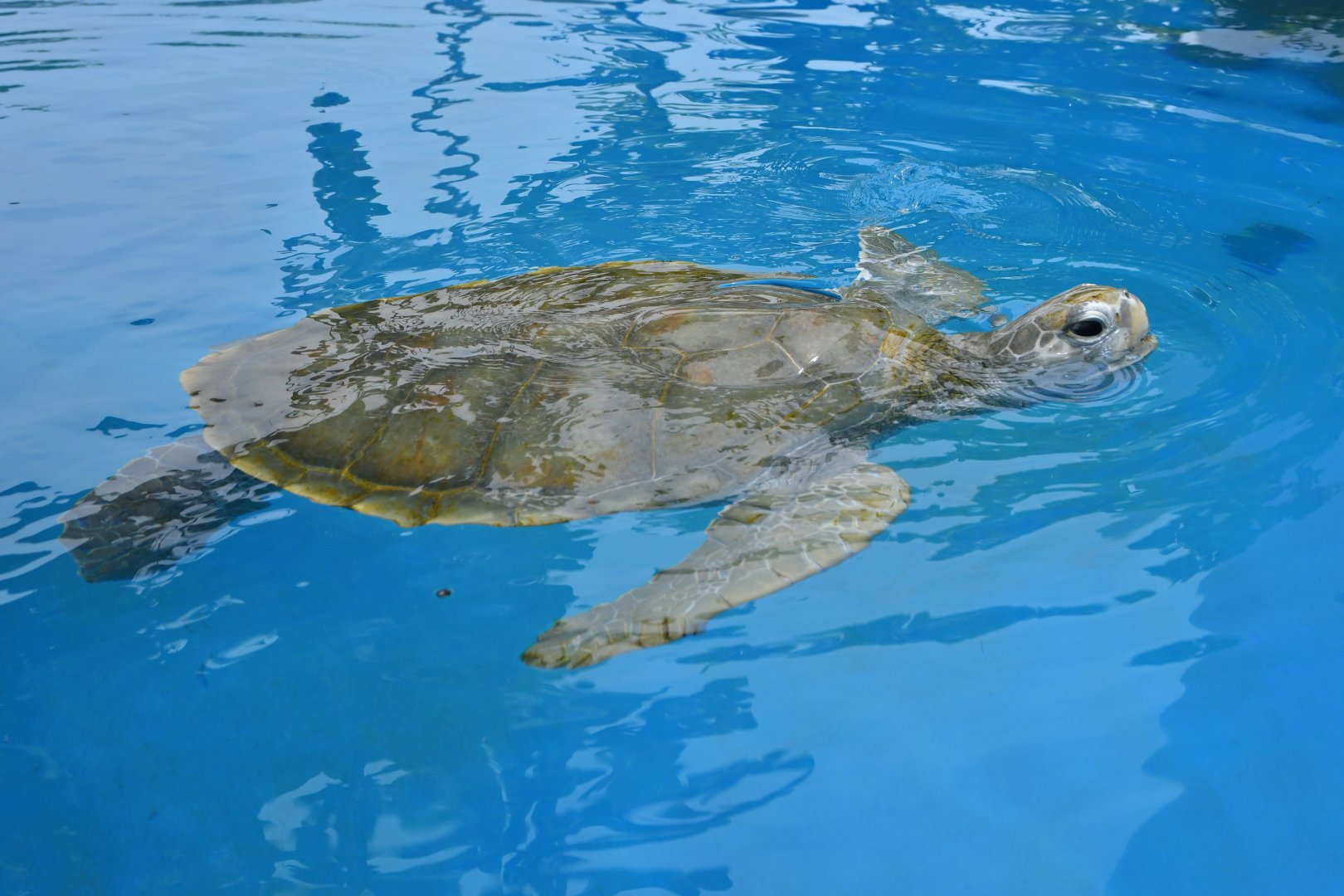 Green turtle or Olive ridley turtle?