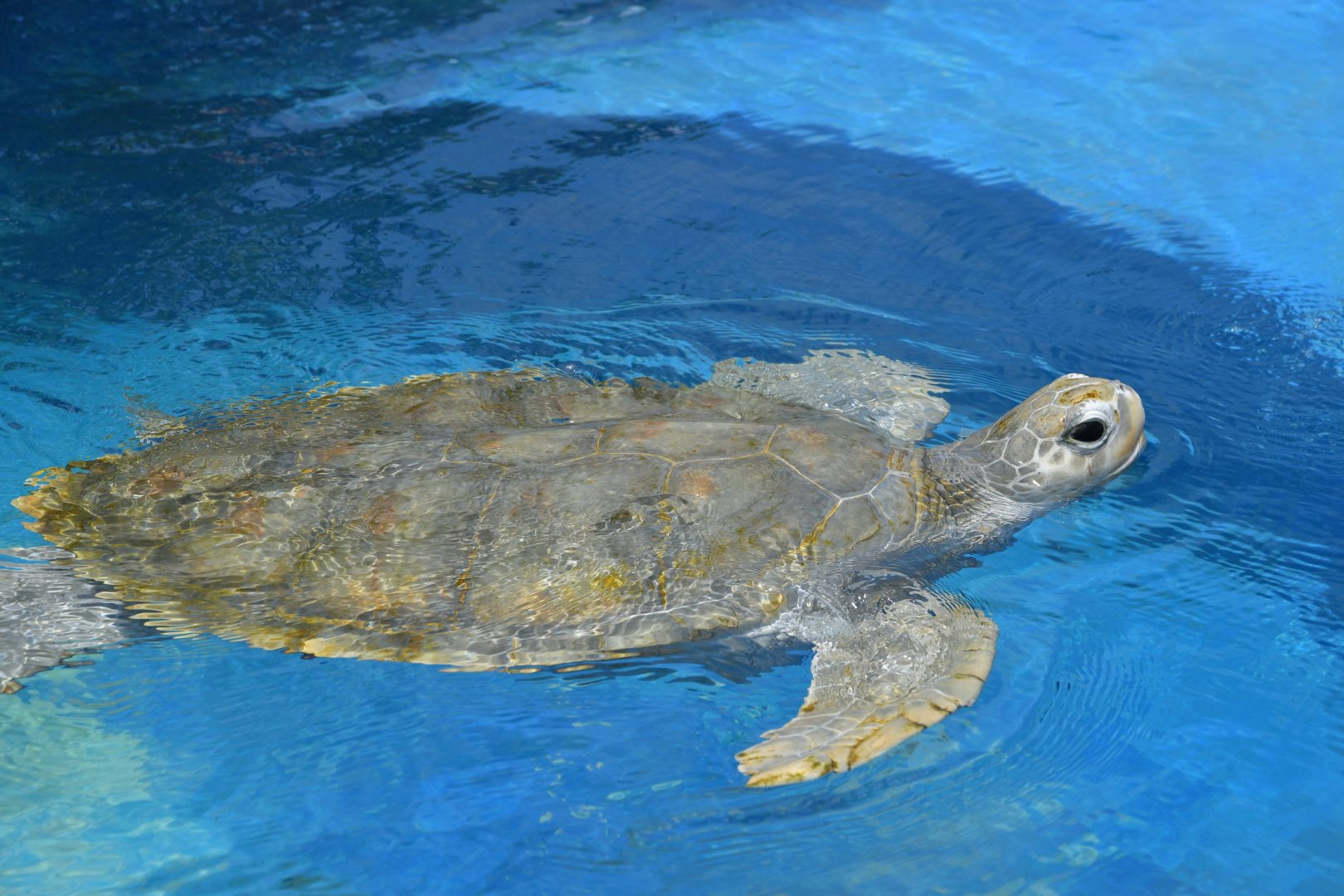Green turtle or Olive ridley turtle?