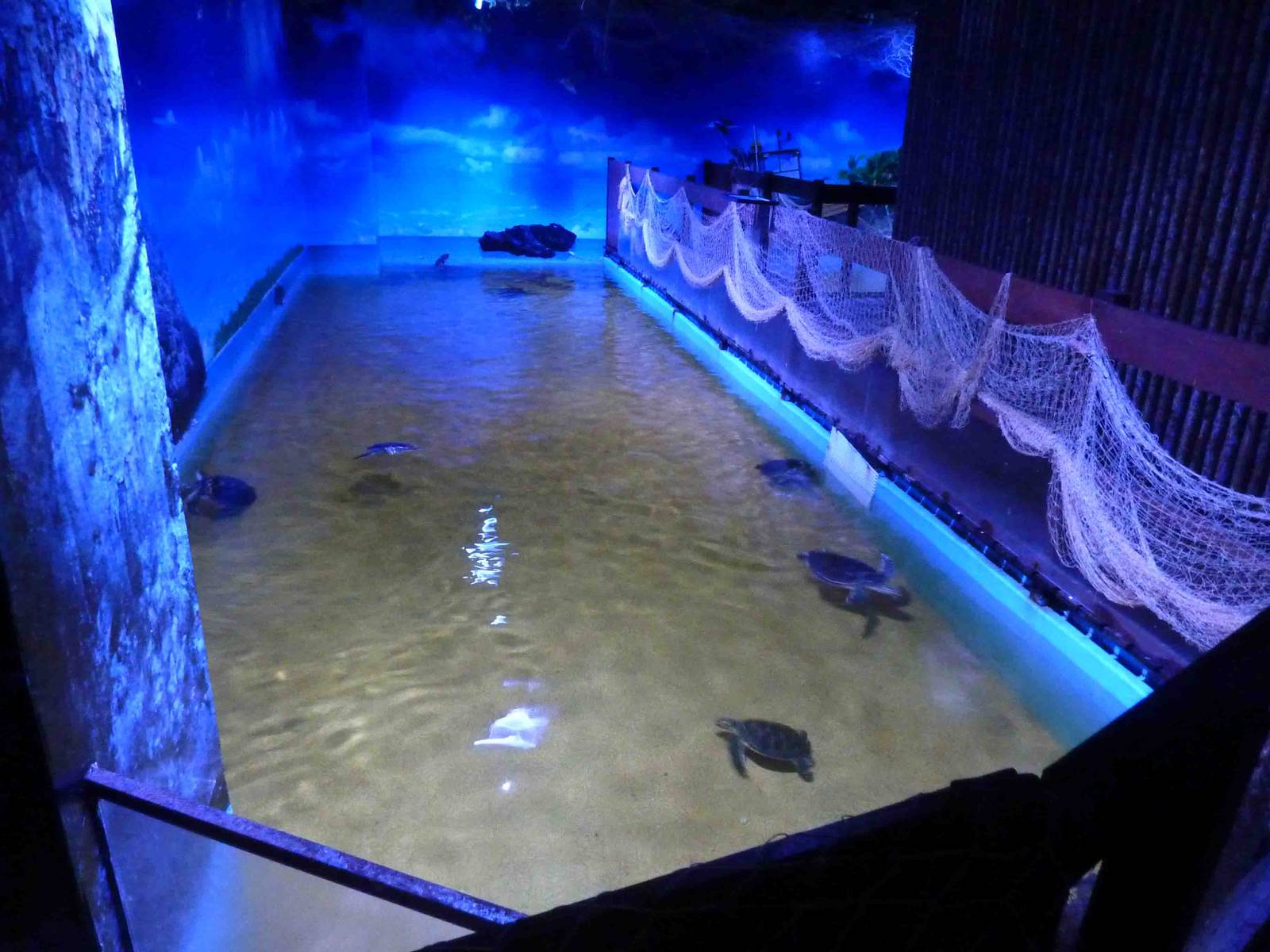 Green turtle pool, May 2013.