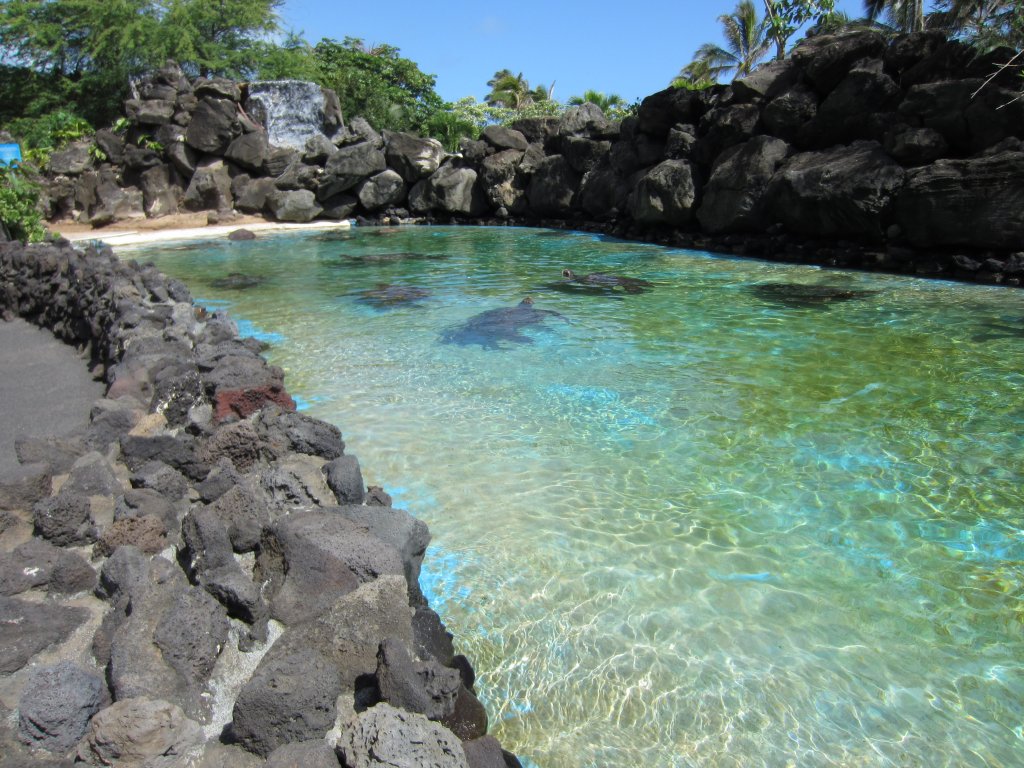 Green Turtle pool