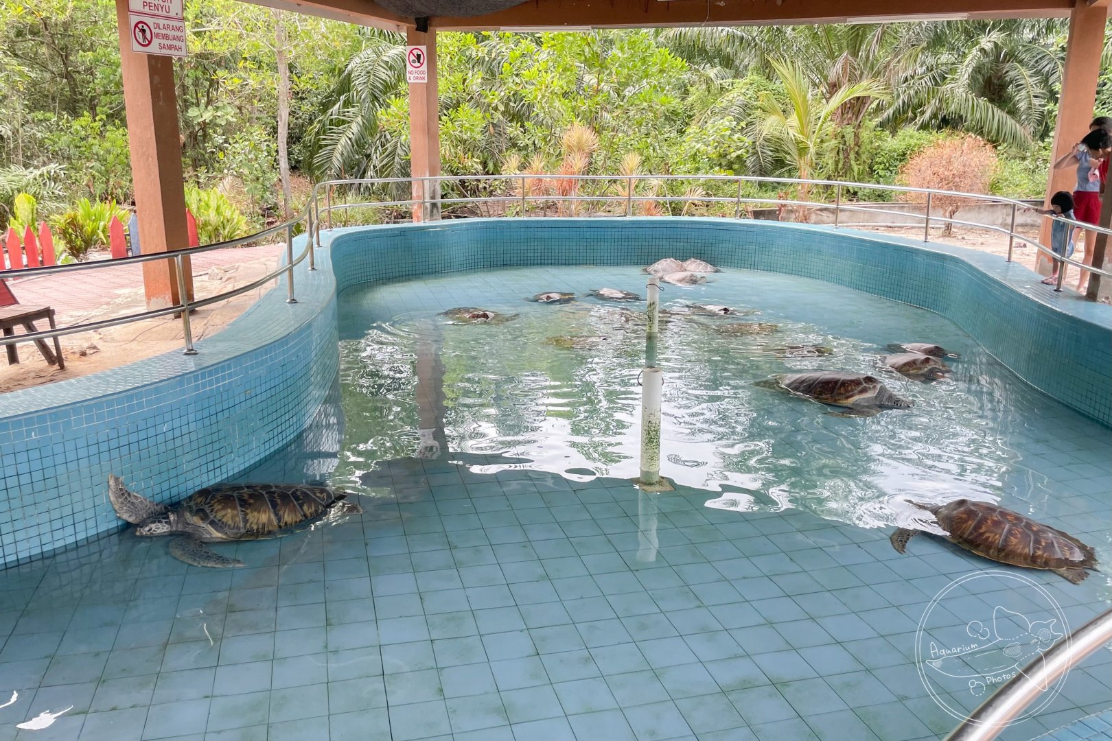 Green Turtle Rescue Pool