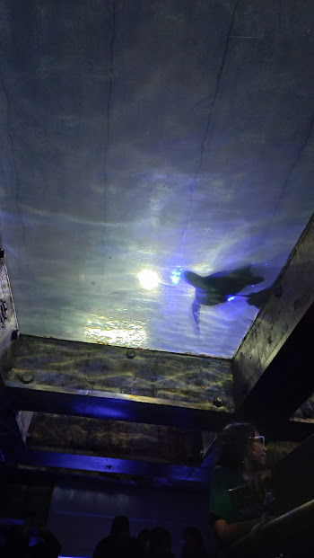 Green turtle - São Paulo aquarium