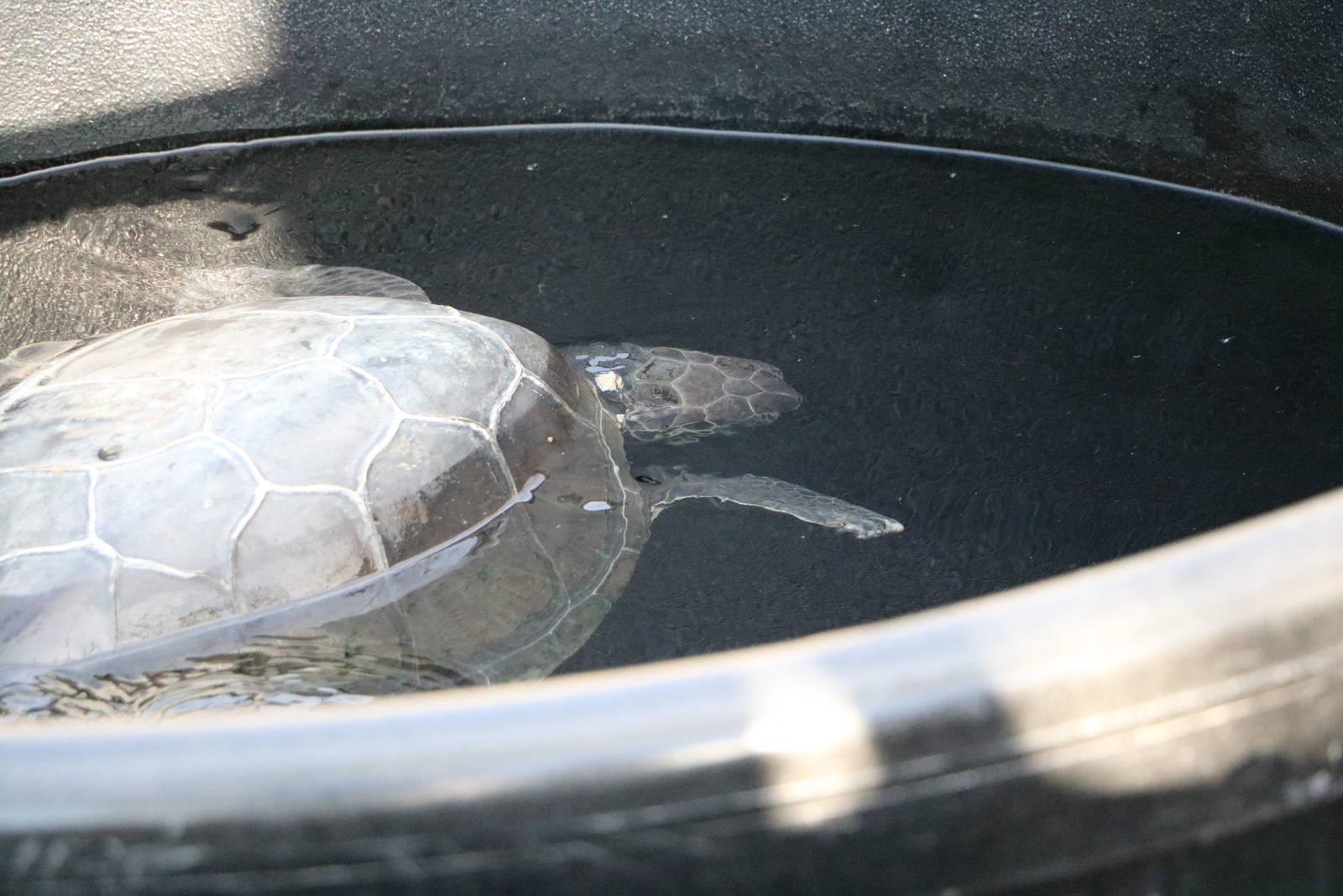 Green turtle - Sea Turtle Rescue Centre, February 2016