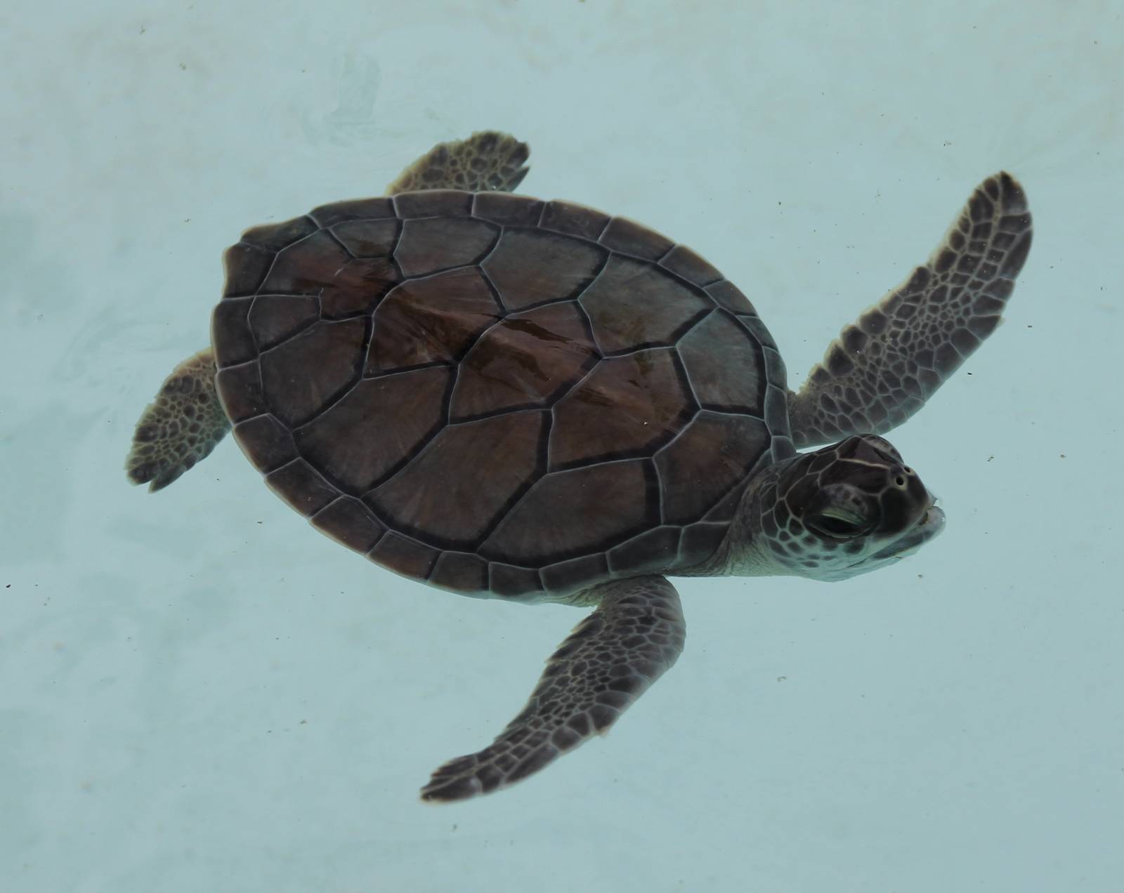 Green turtle young