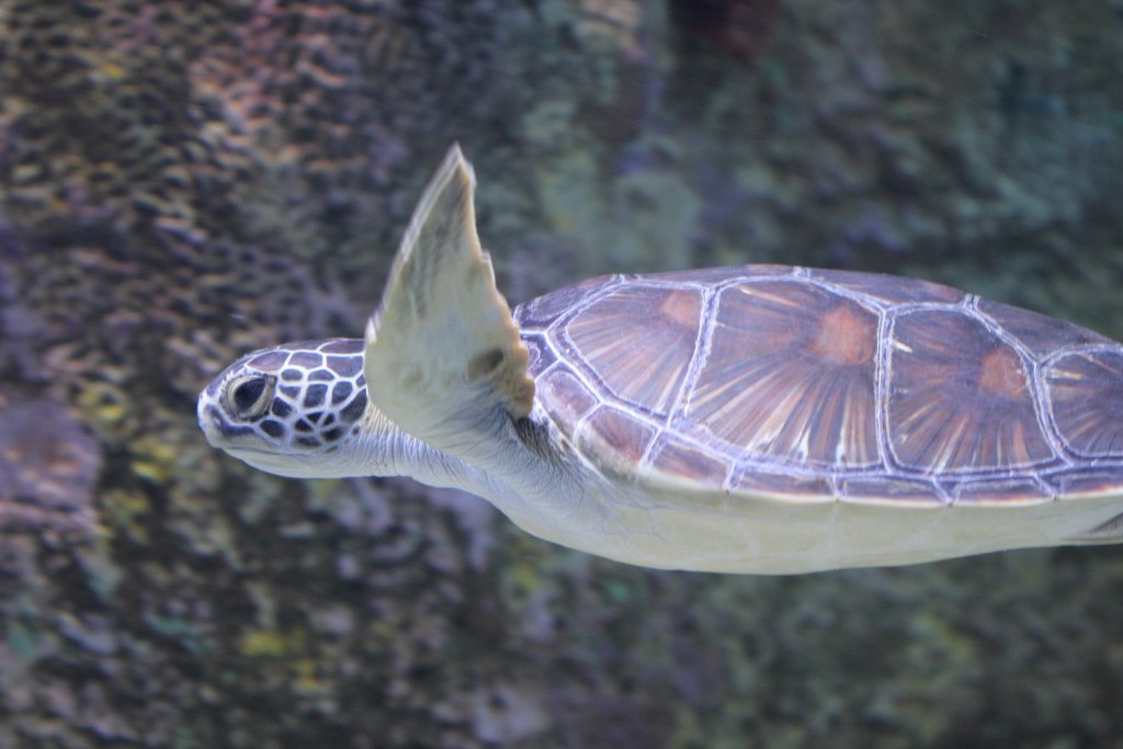 Green Turtle
