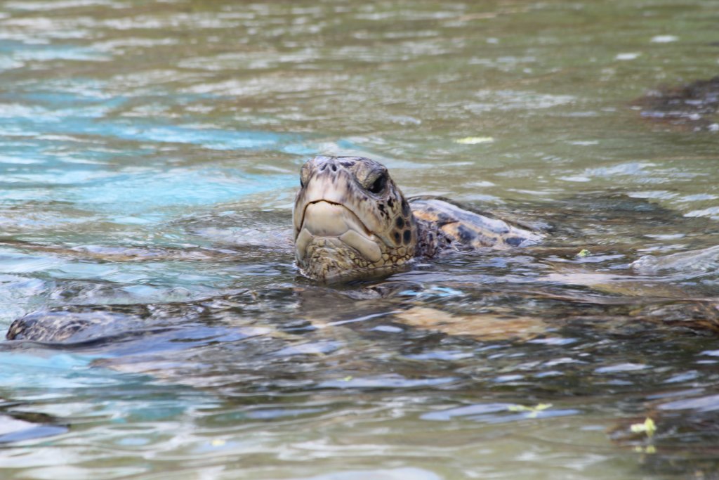 Green Turtle