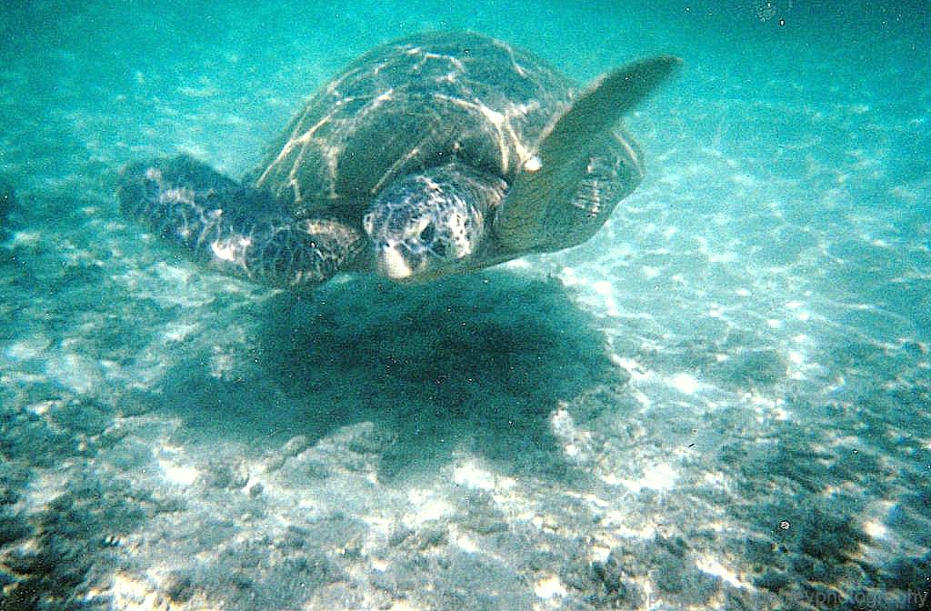 Green turtle