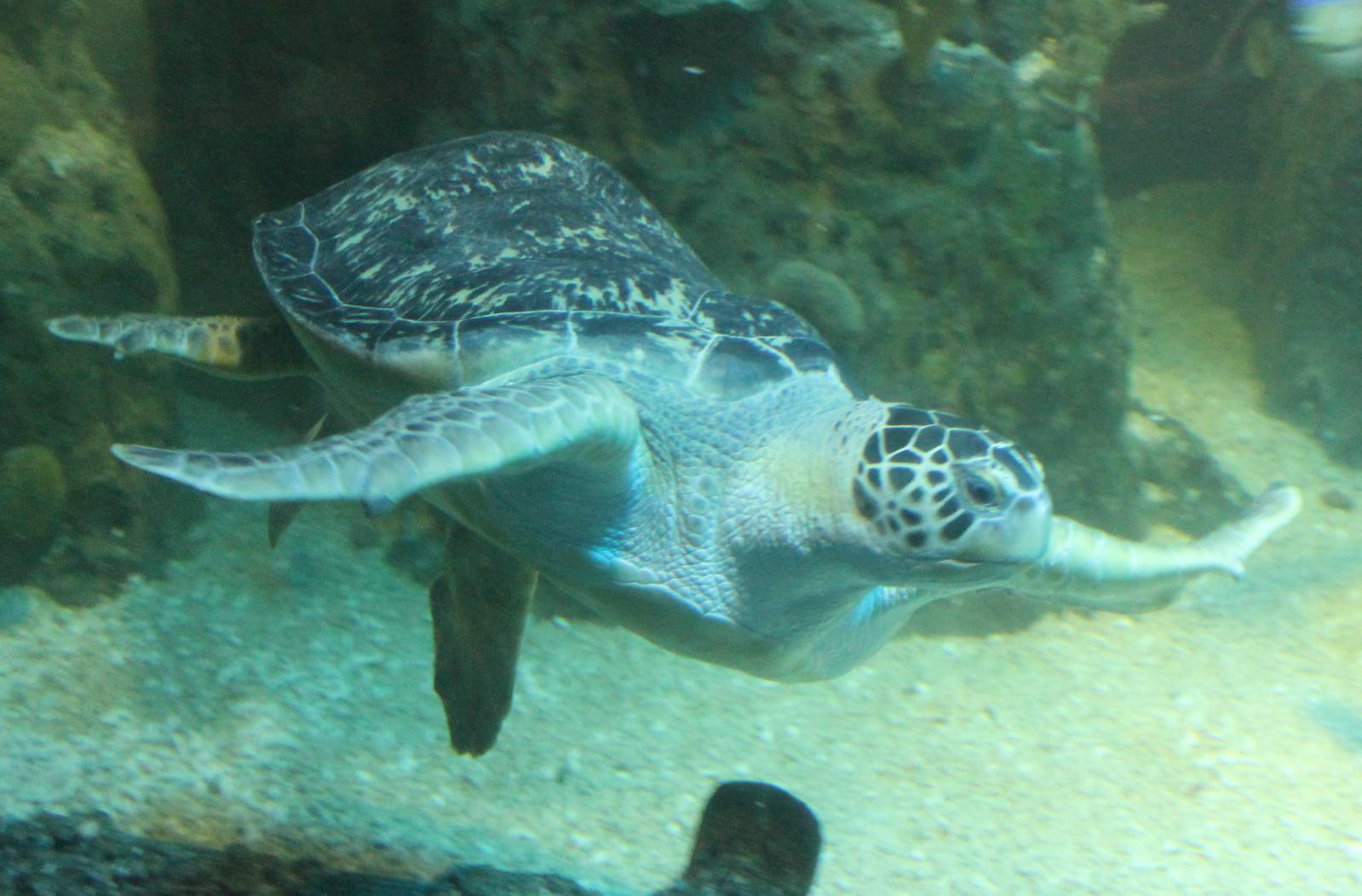 Green turtle