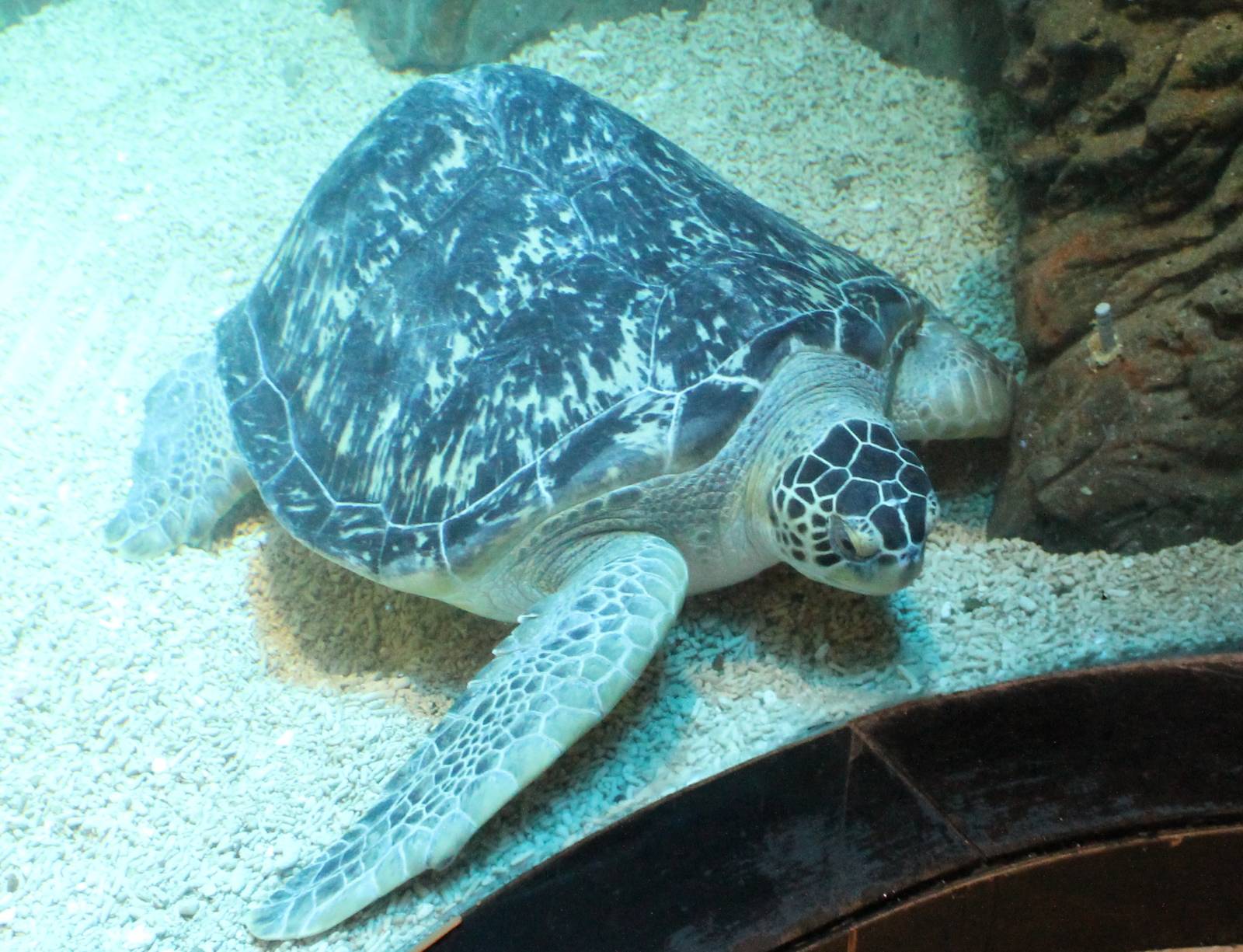 Green turtle