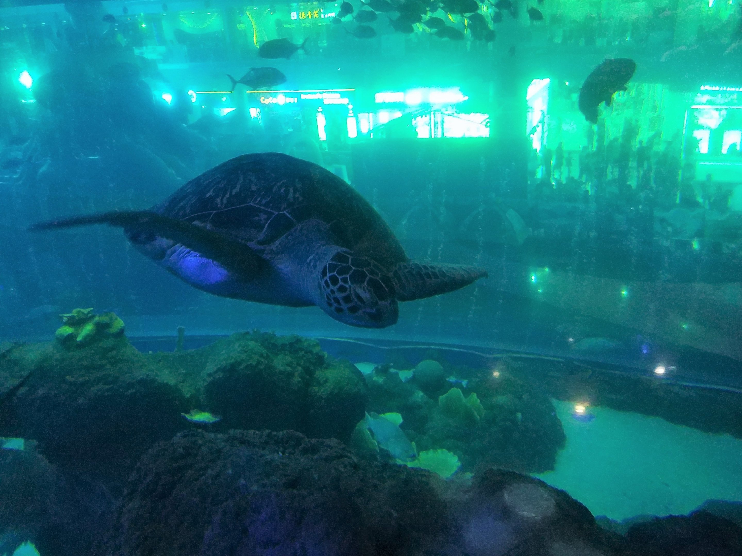 Green Turtle