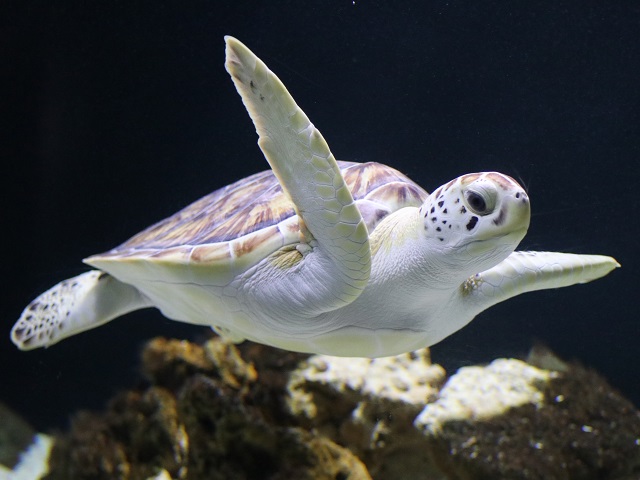 Green Turtle