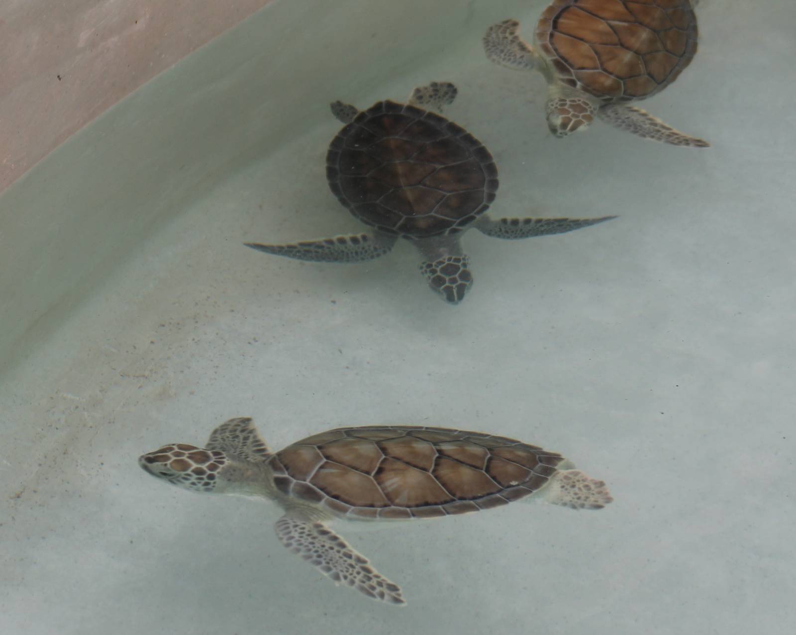 Green turtles a little bigger